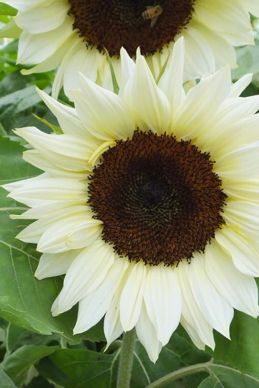 Frø: Helianthus annuus 'Pro Cut White Nite'