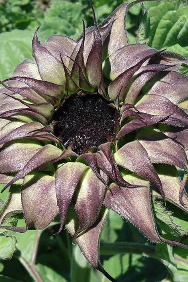 Frø: Helianthus annuus 'Sunfill Purple'