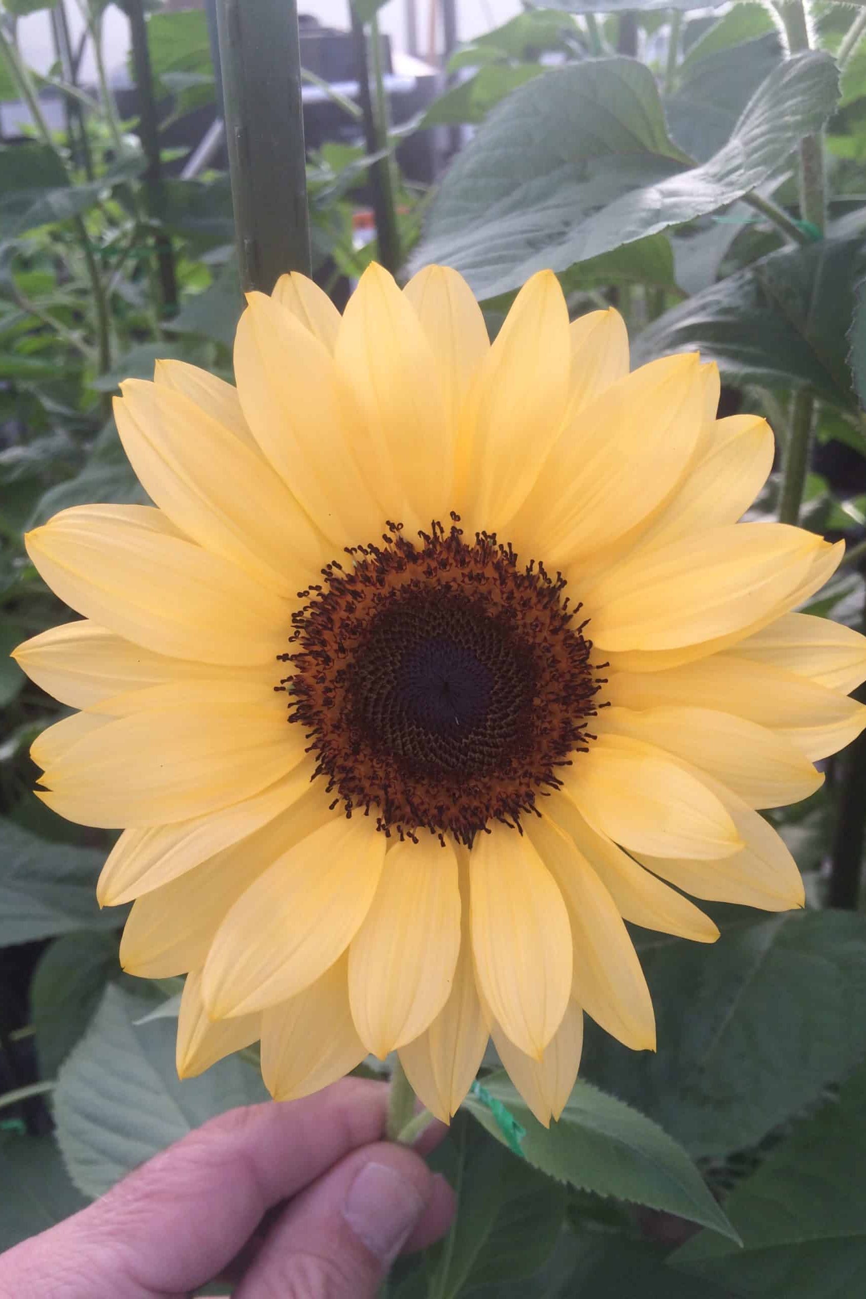 Frø: Helianthus annuus 'Pro Cut Peach'