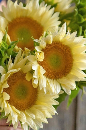 Frø: Helianthus annuus 'Pro Cut White Lite'