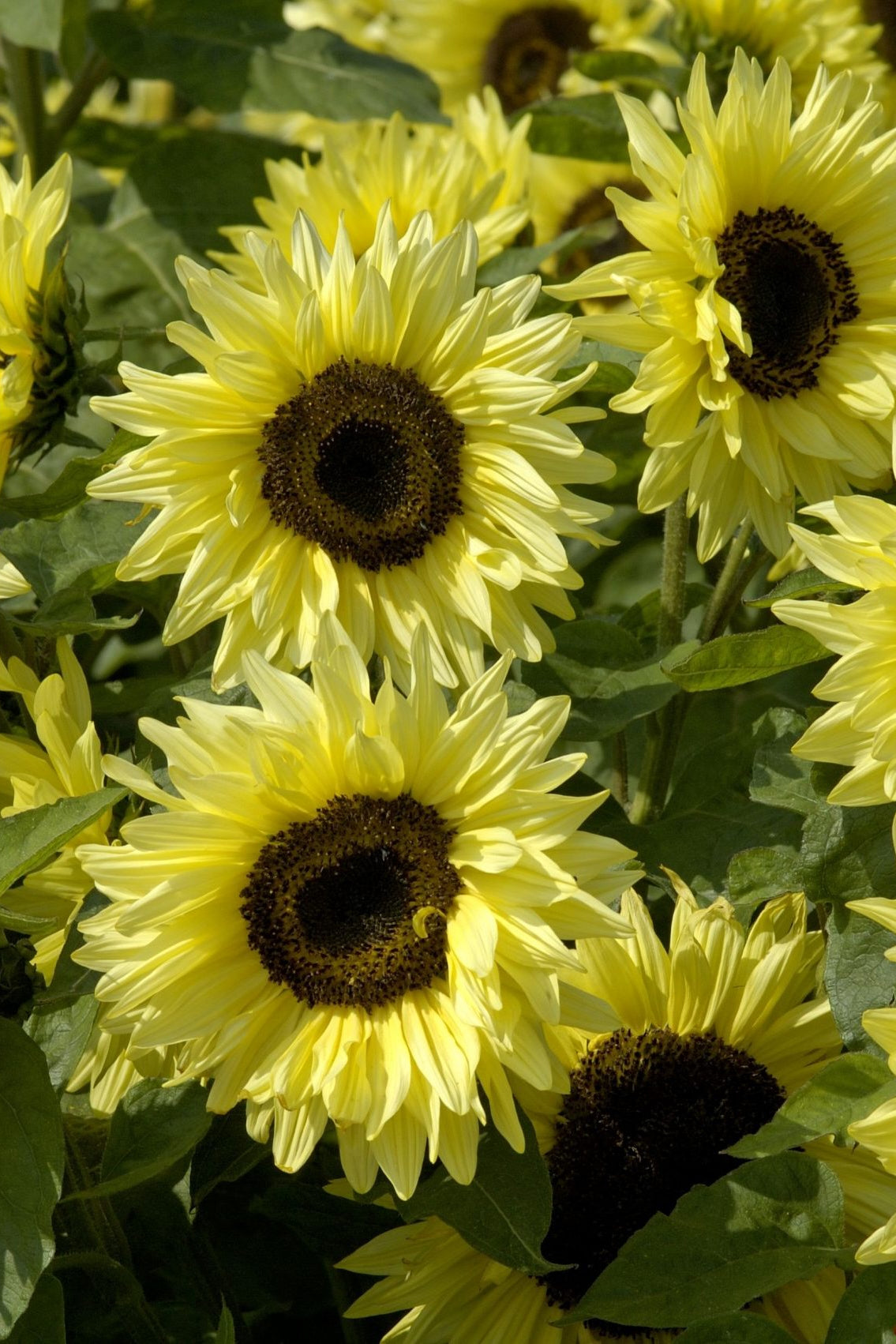 Frø: Helianthus annuus 'Garden Statement'