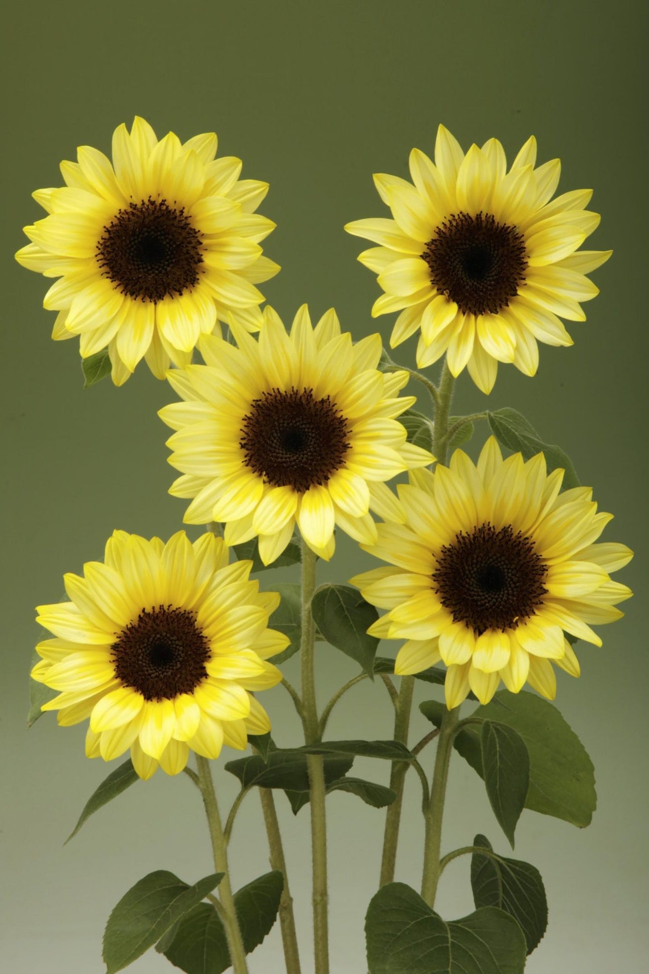 Frø: Helianthus annuus 'Sunrich Limoncello Summer'