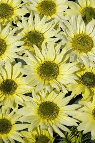 Frø: Helianthus debilis 'Italian Green Heart'