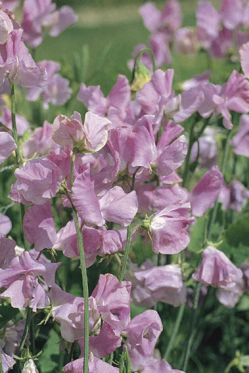 Frø: Lathyrus odoratus 'Elegance Lavender'