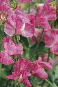 Frø: Lathyrus odoratus 'Elegance Rose'