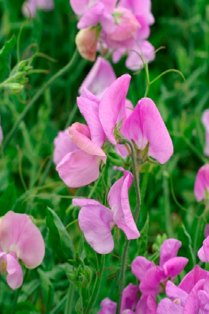 Frø: Lathyrus odoratus 'Mammoth Lavender'
