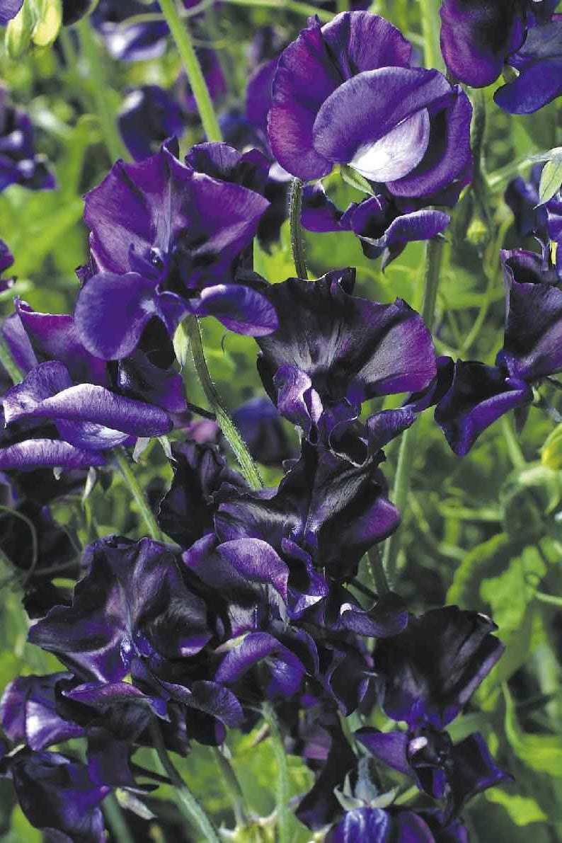 Frø: Lathyrus odoratus 'Mammoth Navy Blue'