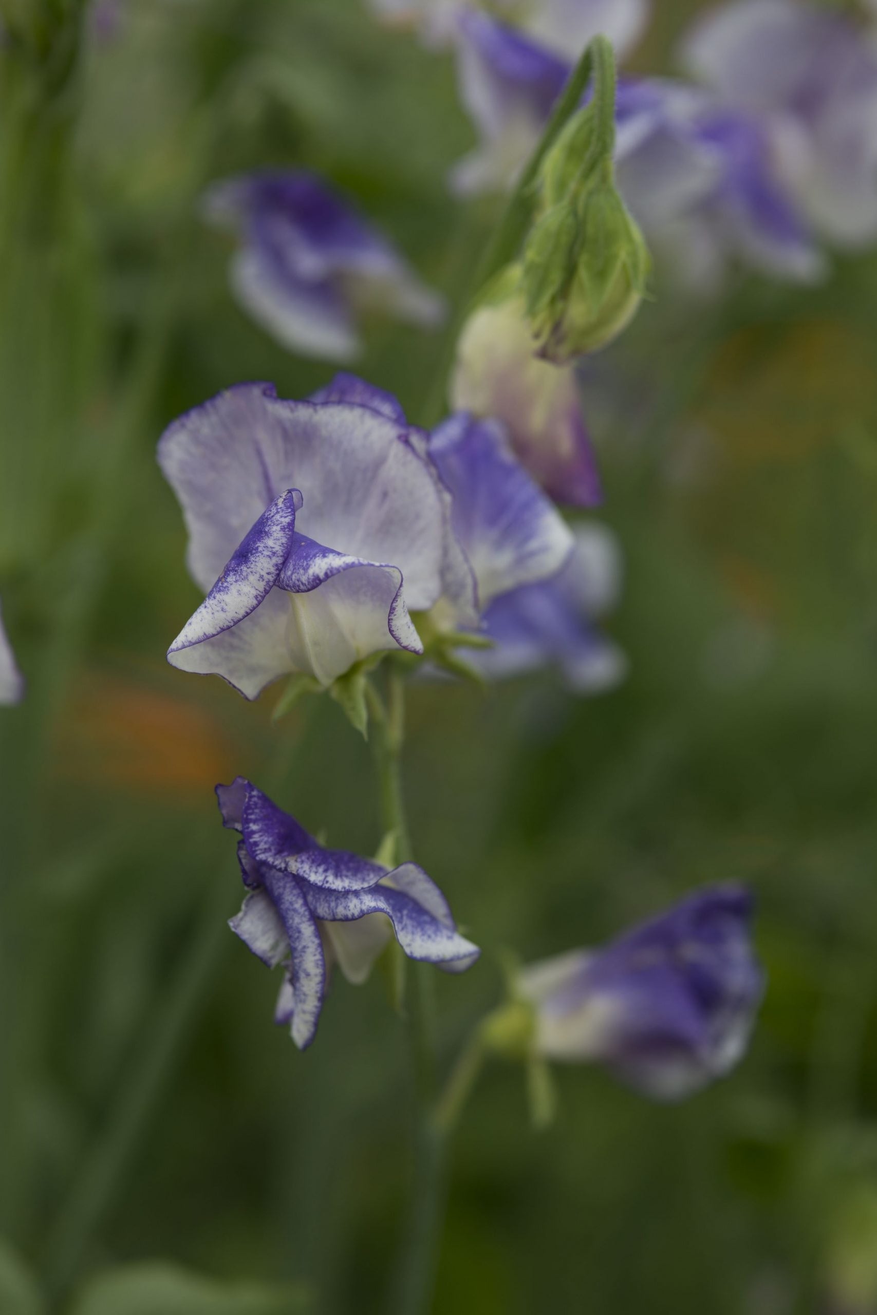 Frø: Lathyrus odoratus 'Spencer Blue Ripple'