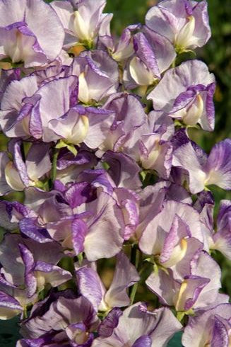 Frø: Lathyrus odoratus 'Spencer Nimbus'