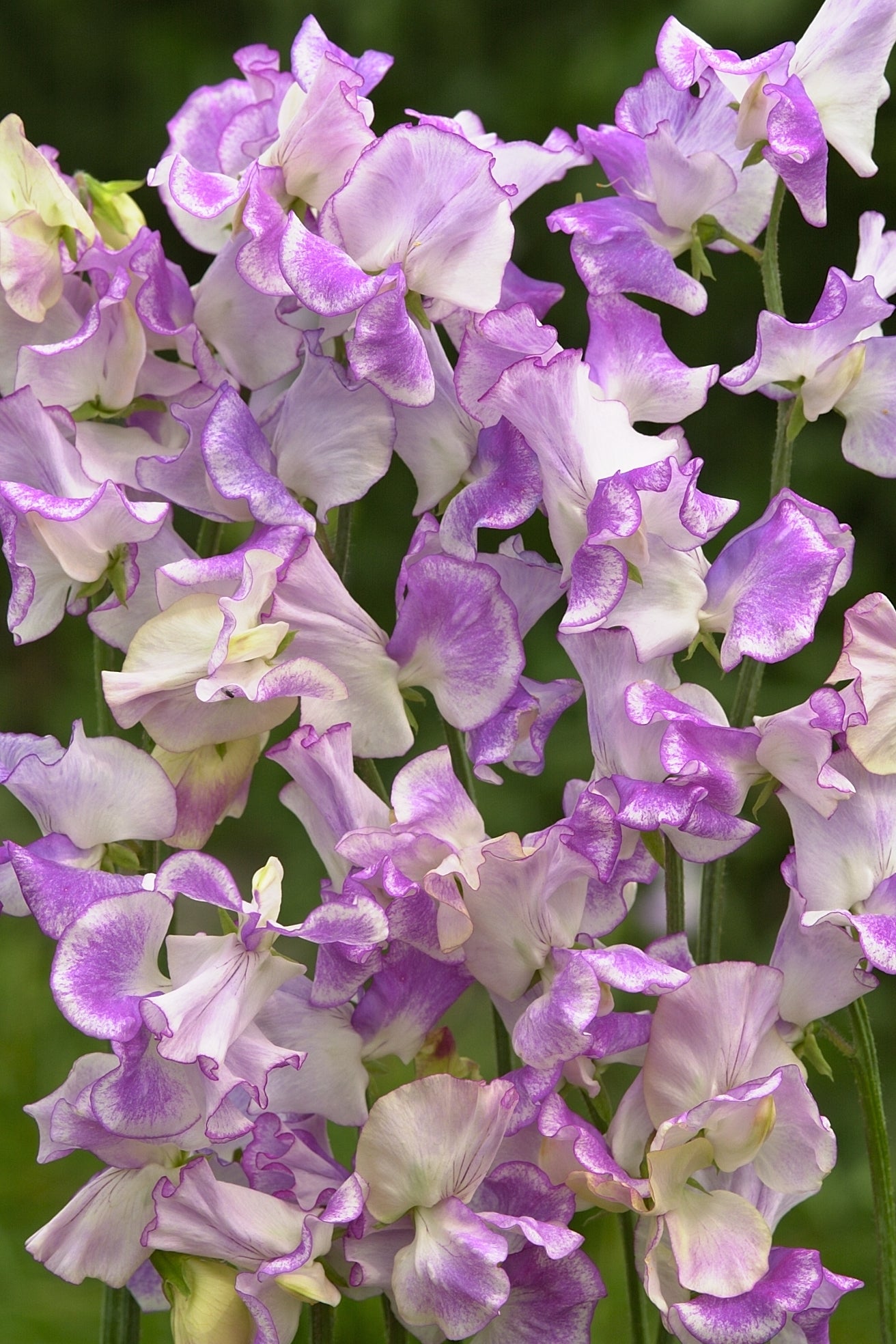 Frø: Lathyrus odoratus 'Spencer Pulsar'