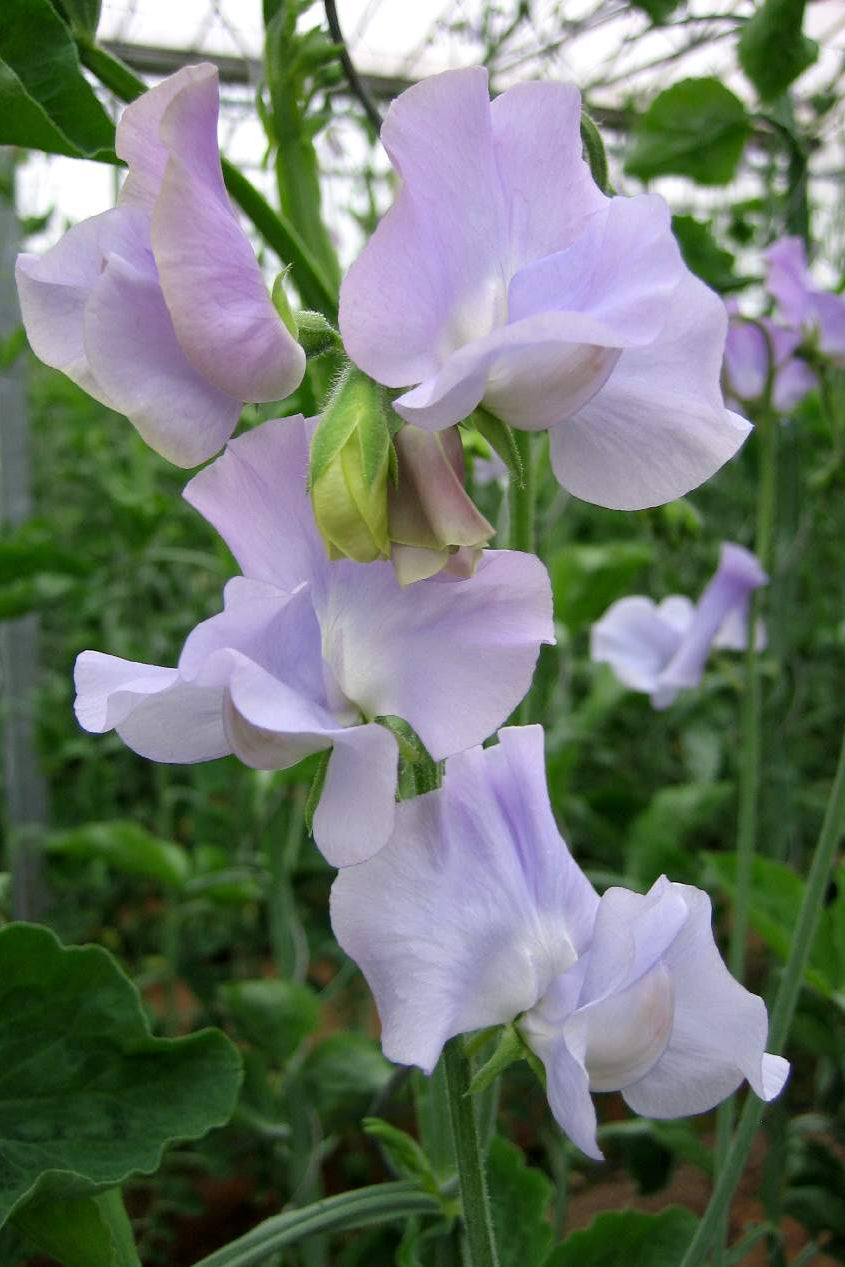 Frø: Lathyrus odoratus 'Spring Sunshine Lilac'