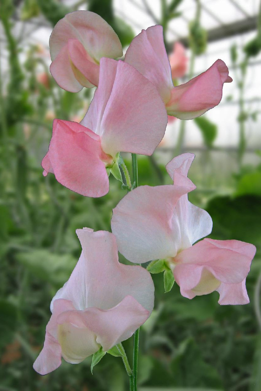 Frø: Lathyrus odoratus 'Spring Sunshine Nancy'