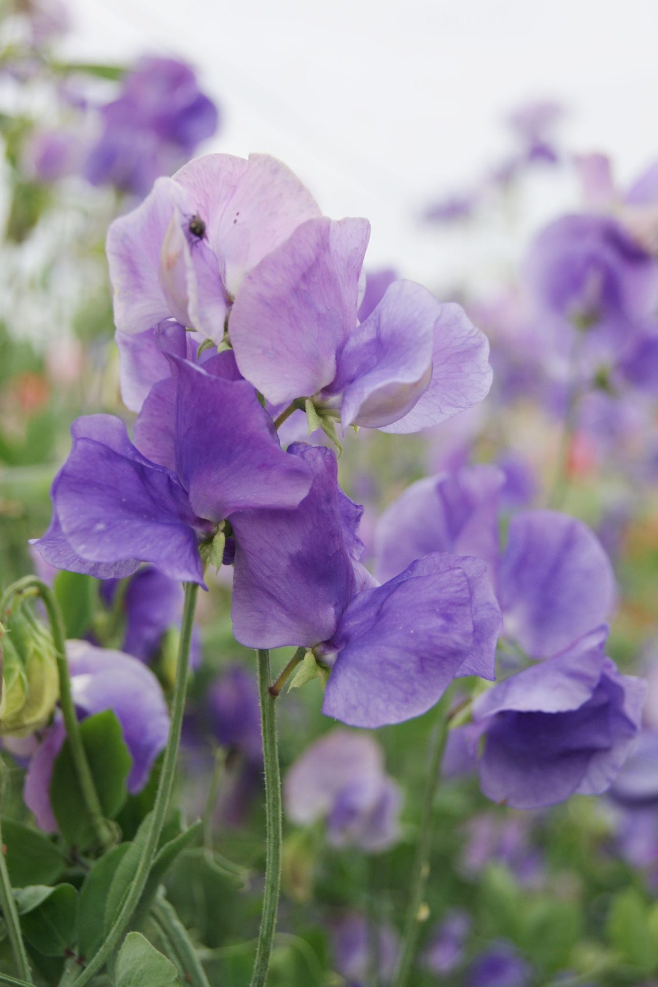 Frø: Lathyrus odoratus 'Mammoth Mid Blue'