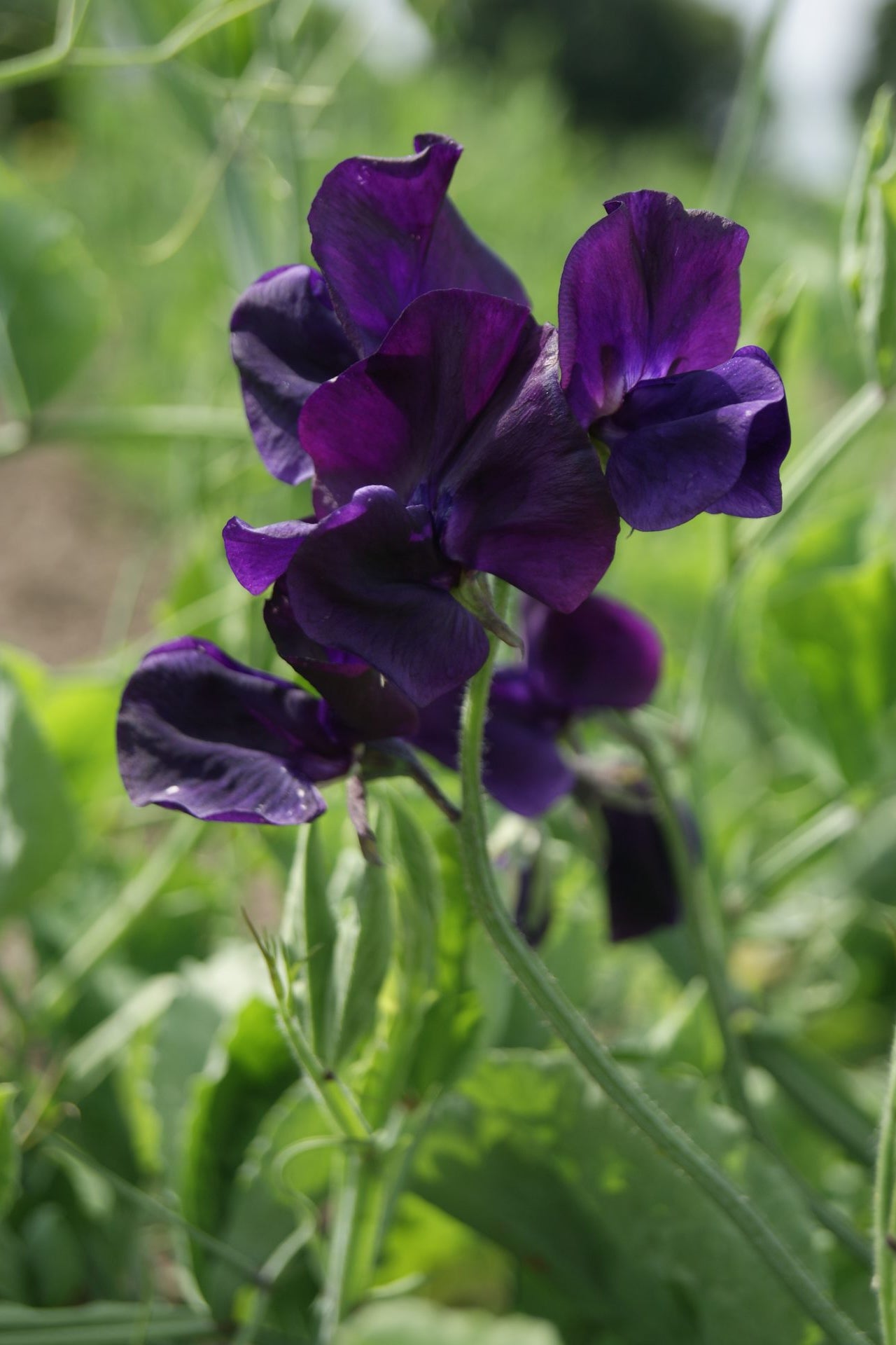 Frø: Lathyrus odoratus 'Royal Navy Blue'