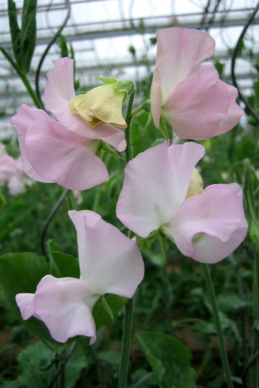 Frø: Lathyrus odoratus 'Spring Sunshine Blush'