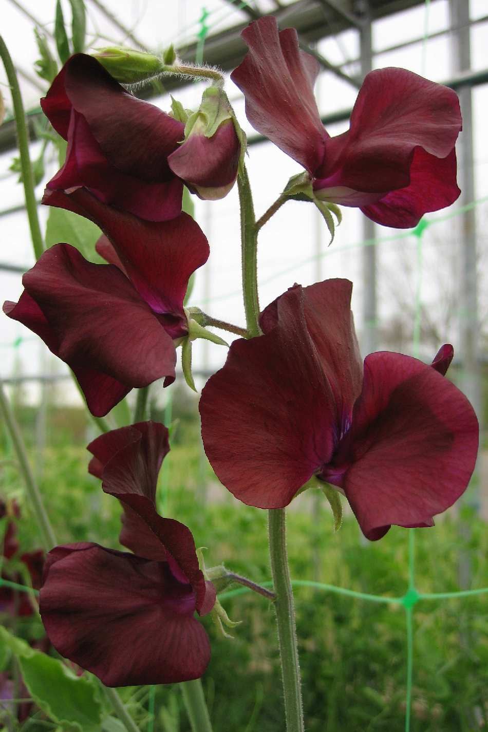 Frø: Lathyrus odoratus 'Spring Sunshine Burgundy'