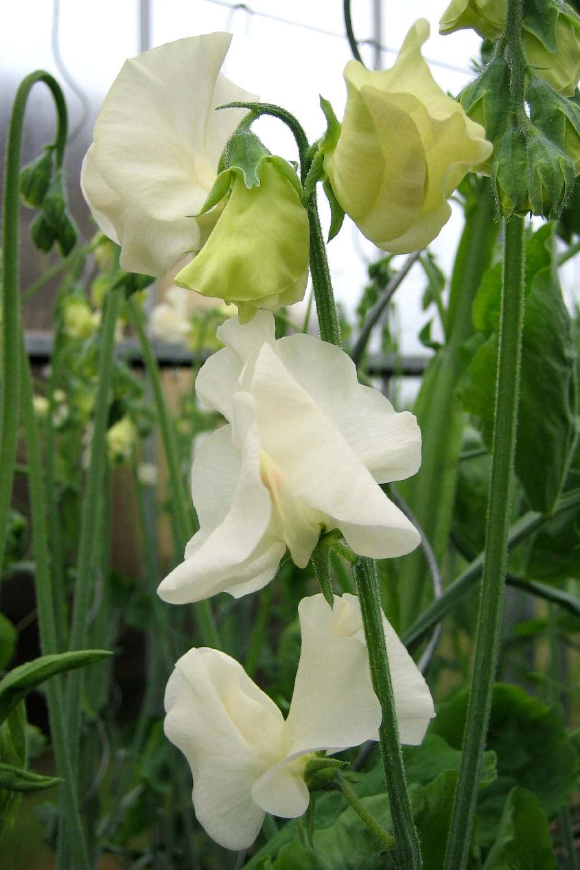 Frø: Lathyrus odoratus 'Spring Sunshine Cream'