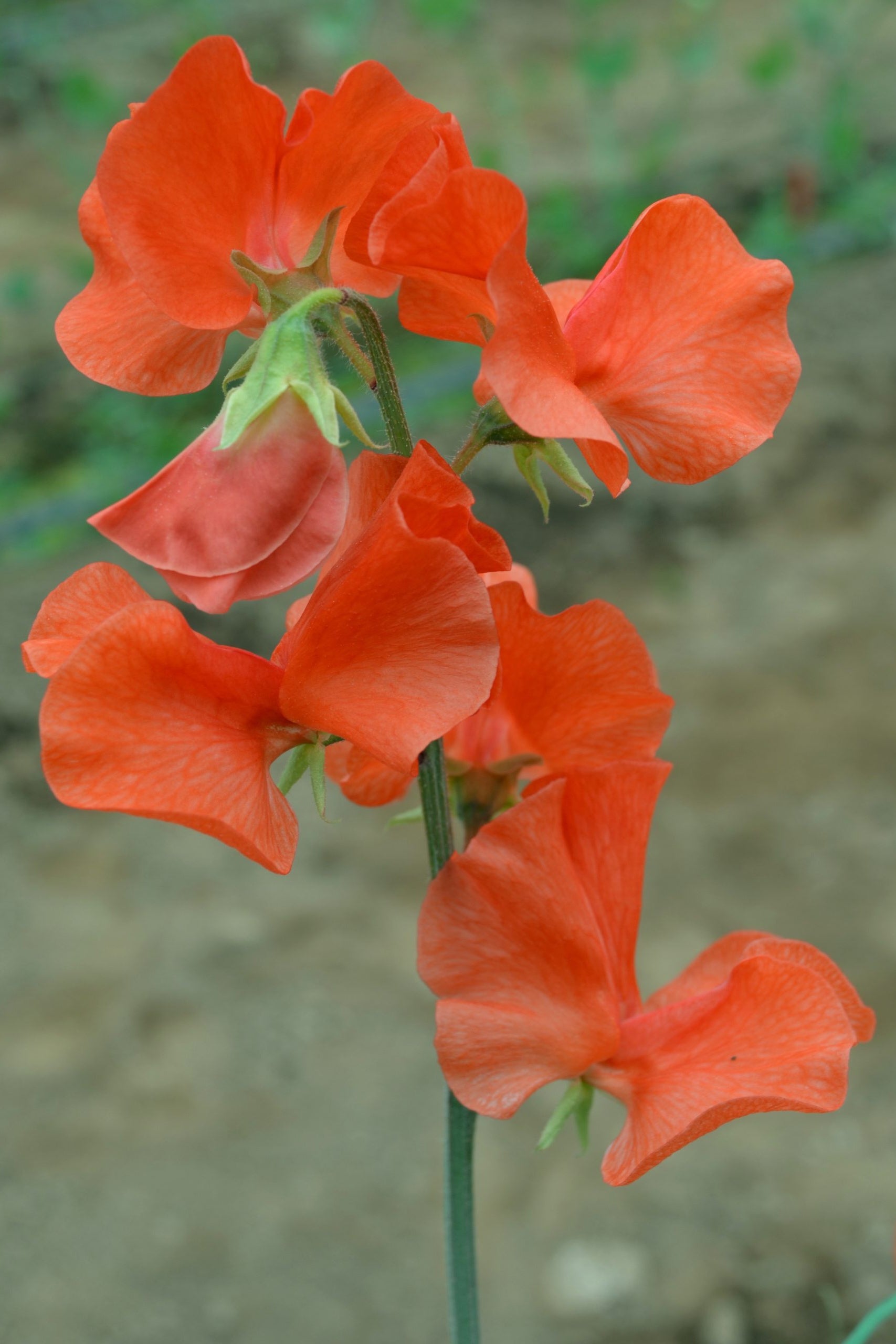 Frø: Lathyrus odoratus 'Spring Sunshine Orange'