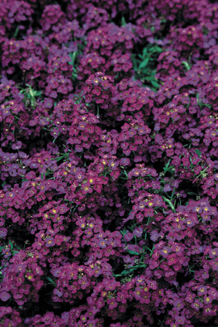 Frø: Alyssum maritima 'Wonderland Deep Purple'