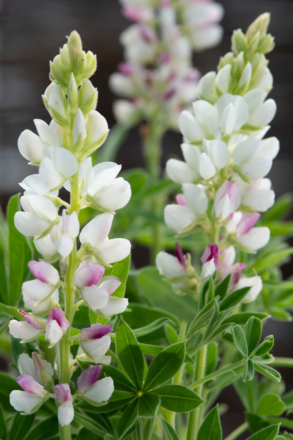 Frø: Lupinus nanus 'Pixie Pink'