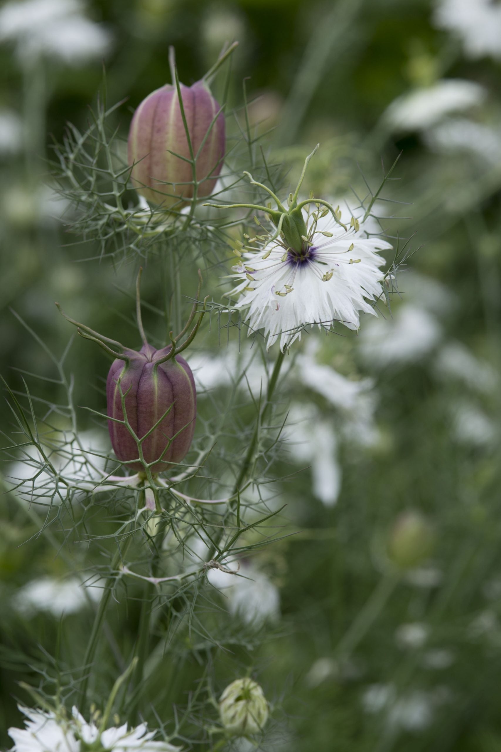 Frø: Nigella damascena 'Albion Black Pod'