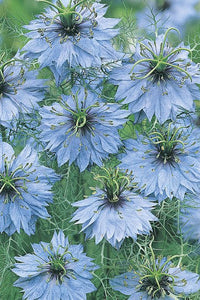 Frø: Nigella damascena 'Miss Jekyll Sky Blue'