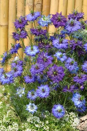 Frø: Nigella damascena 'Moody Blues'