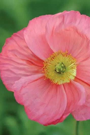 Frø: Papaver nudicaule 'Champagne Bubbles Pink'