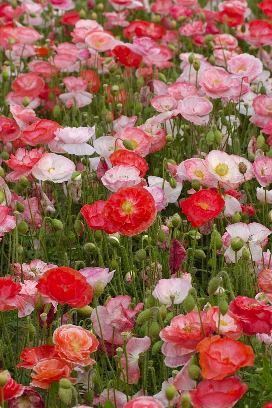 Frø: Papaver rhoeas 'Falling in Love'
