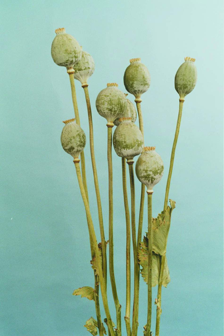 Frø: Papaver somniferum 'Bowling Ball'