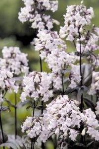 Frø: Penstemon digitalis 'Mystica'