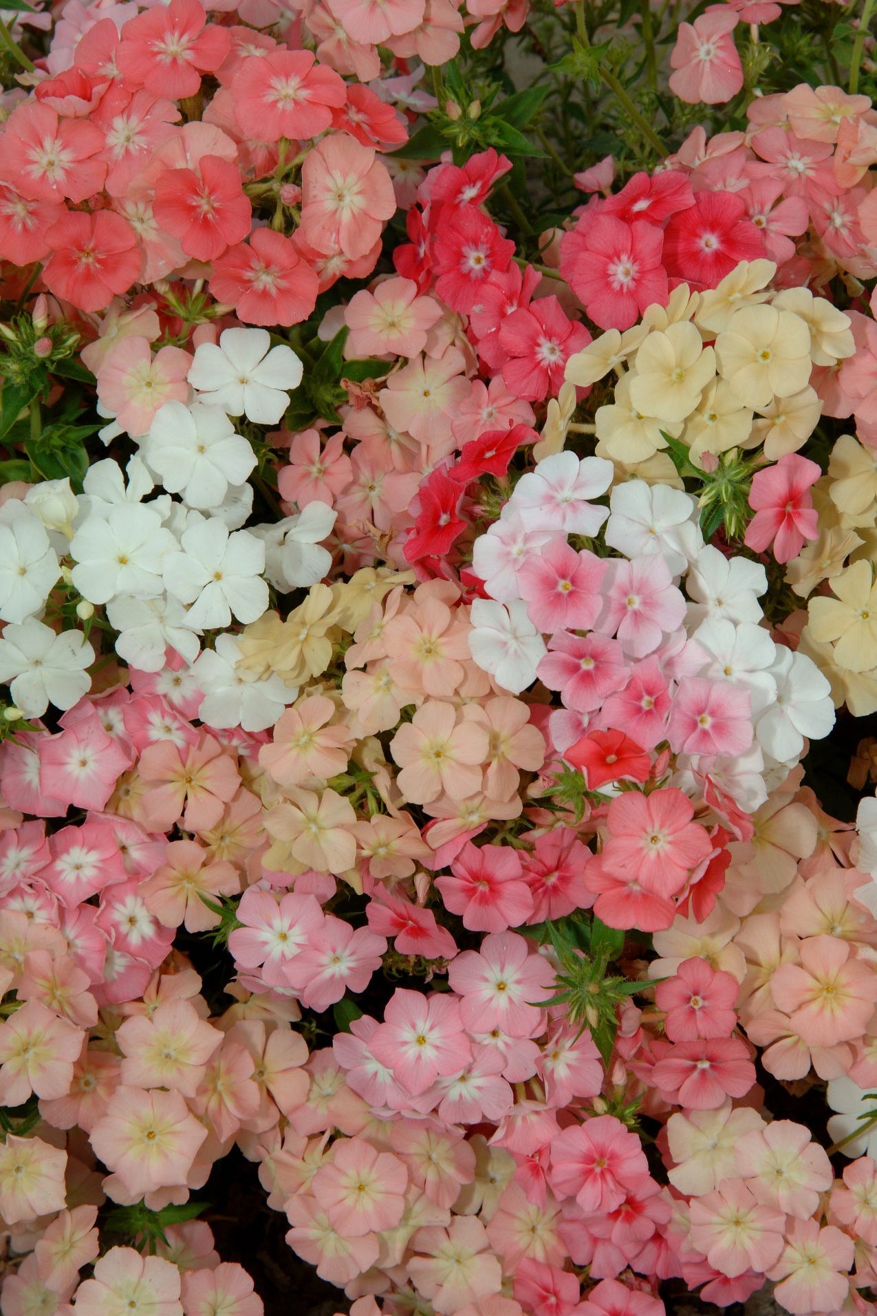 Frø: Phlox drummondii 'Beauty Coral Reef'