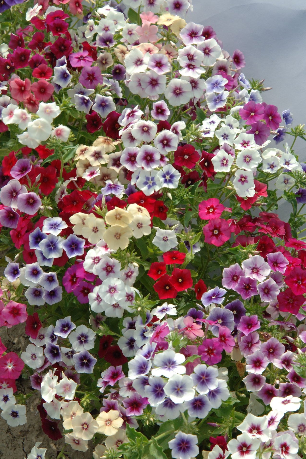 Frø: Phlox drummondii 'Grandiflora Tapestry Mix'