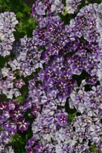 Frø: Phlox drummondii 'Sugar Stars'