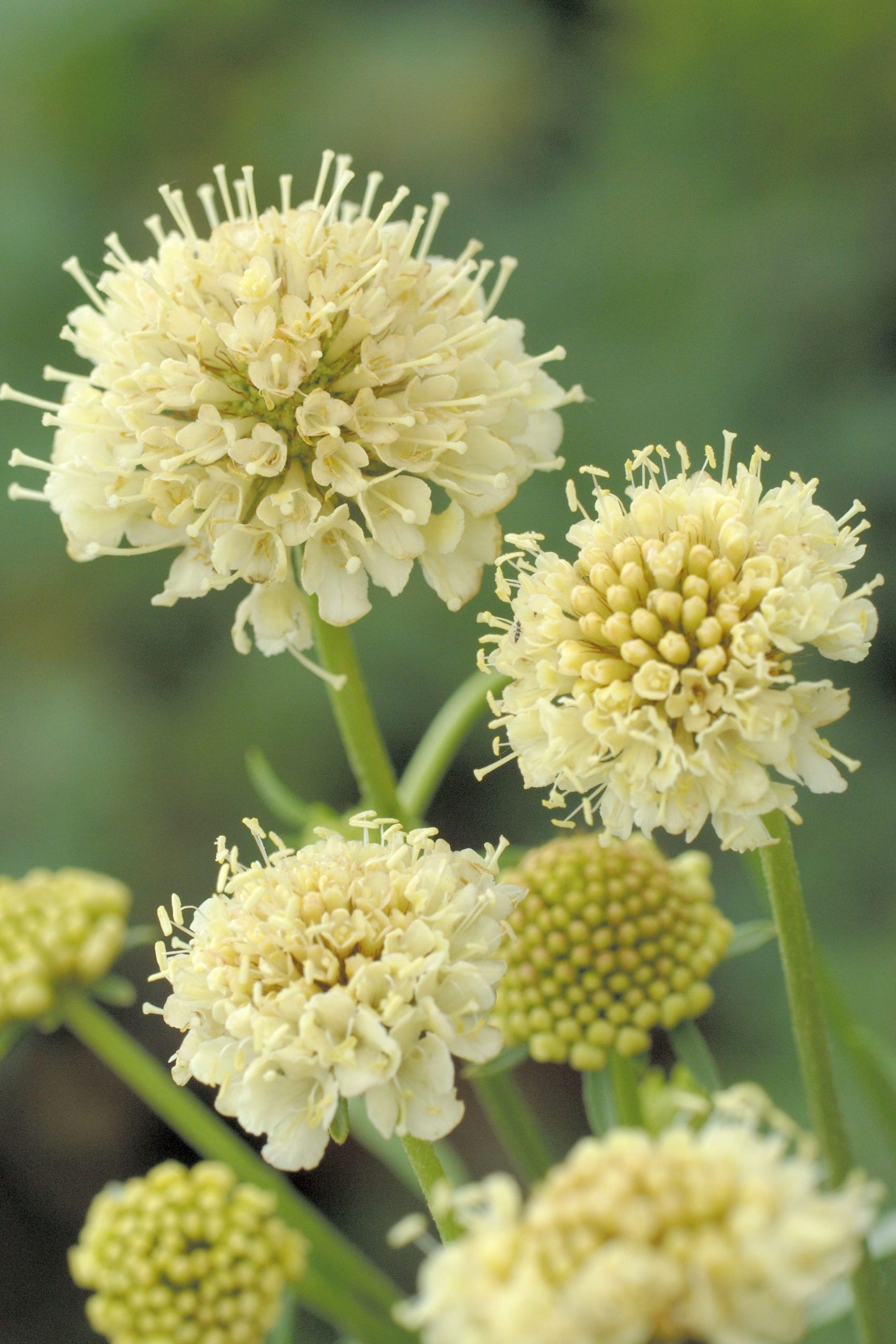 Frø: Scabiosa atropurpurea 'Fata Morgana'