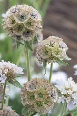 Frø: Scabiosa stellata 'Paper Moon'