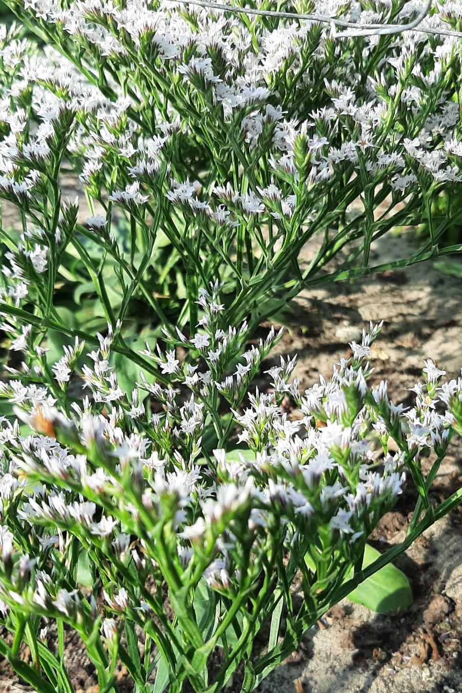 Frø: Limonium tataricum dumosa 'Woodcreek'