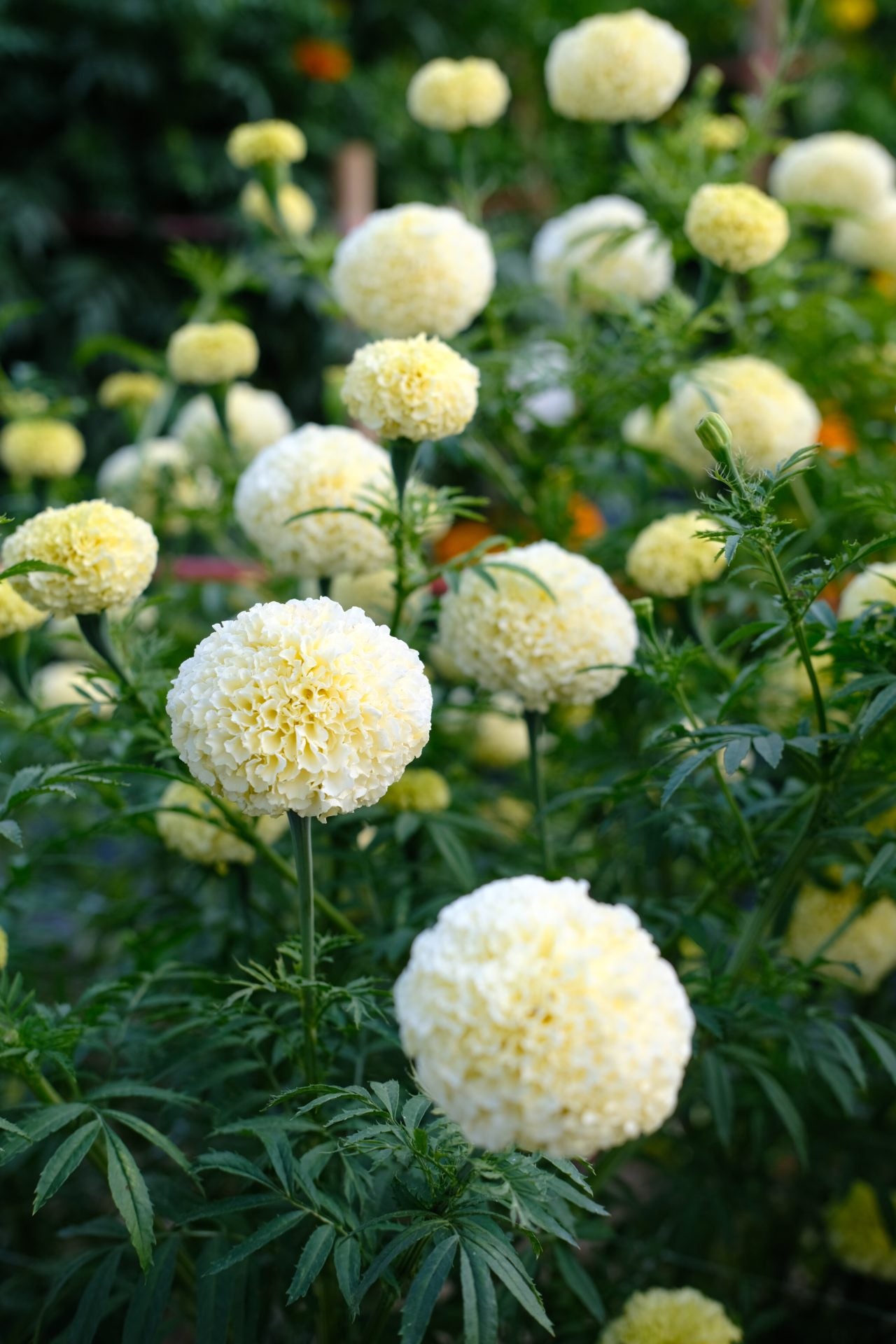 Frø: Tagetes erecta 'White Swan'