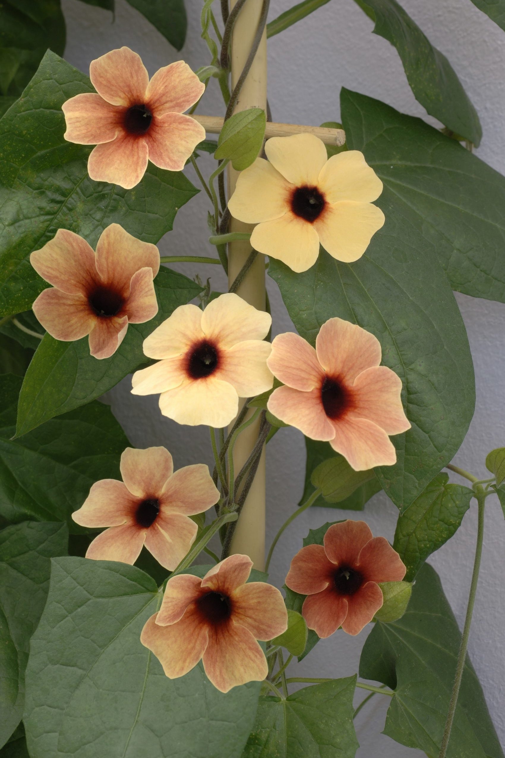 Frø: Thunbergia alata 'African Sunset Mix'