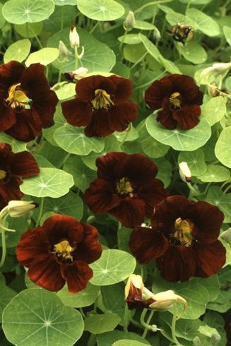 Frø: Tropaeolum minus 'Black Velvet'