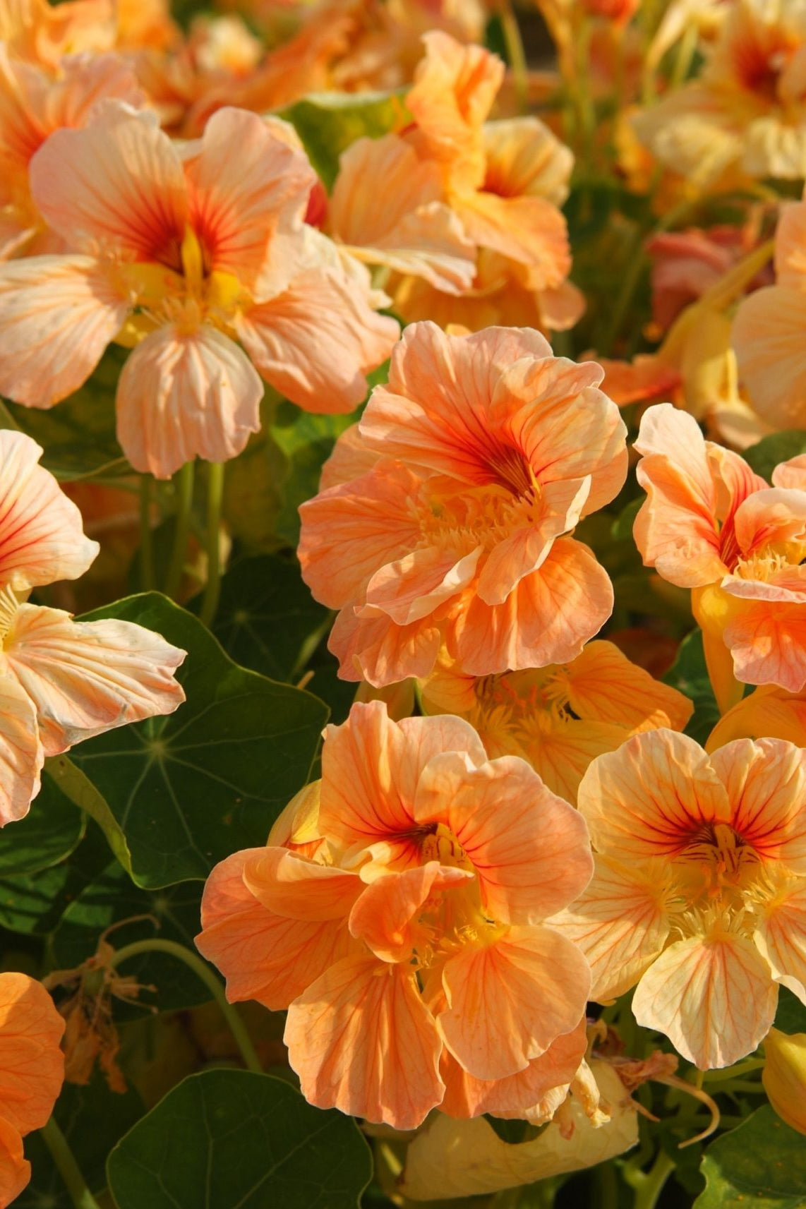 Frø: Tropaeolum minus 'Tip Top Apricot'