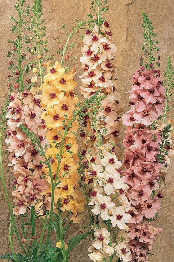 Frø: Verbascum x hybrida 'Southern Charm'