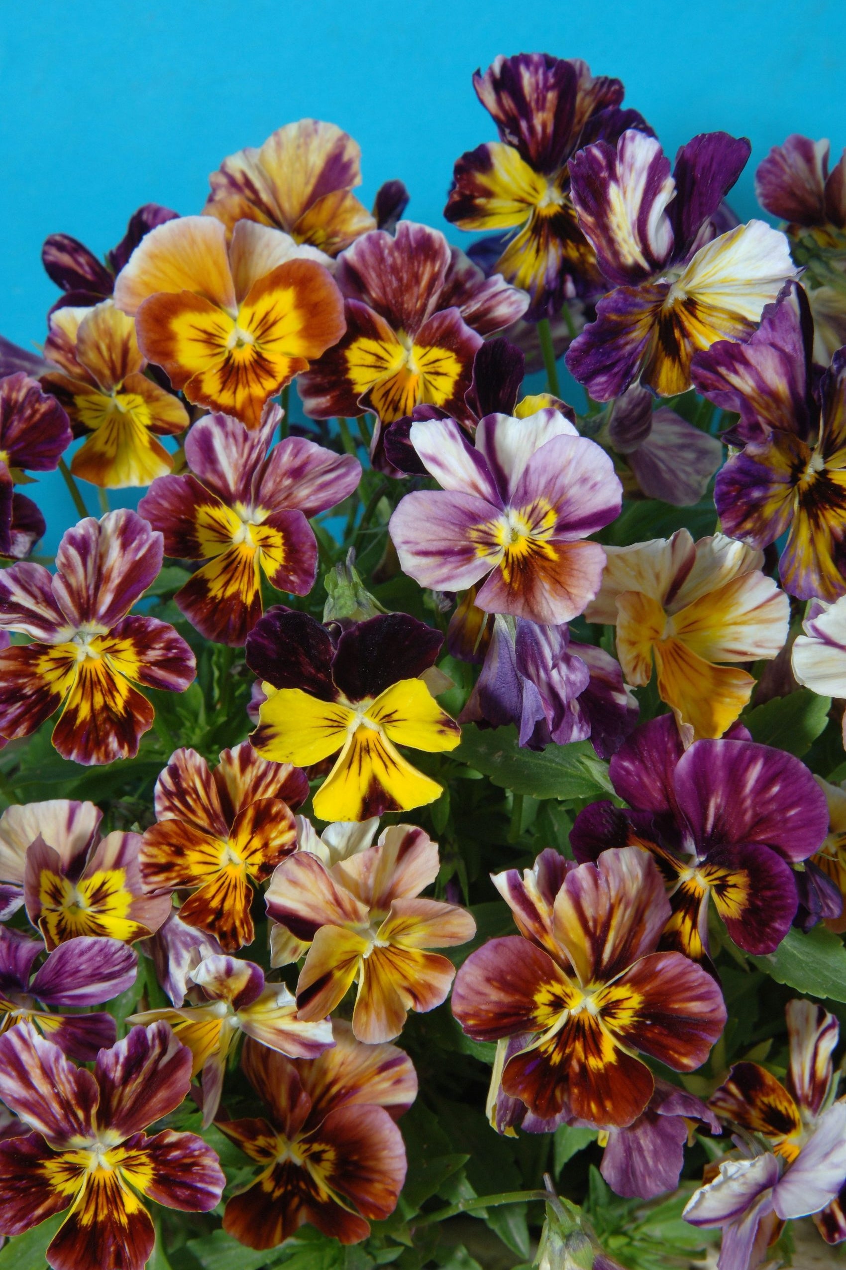Frø: Viola cornuta 'Brush Strokes'