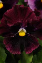 Frø: Viola wittrockiana 'Frizzle Sizzle Burgundy'