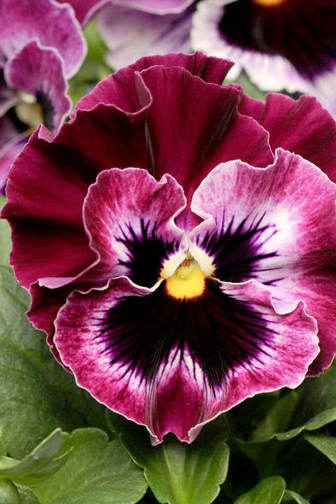 Frø: Viola wittrockiana 'Frizzle Sizzle Raspberry'
