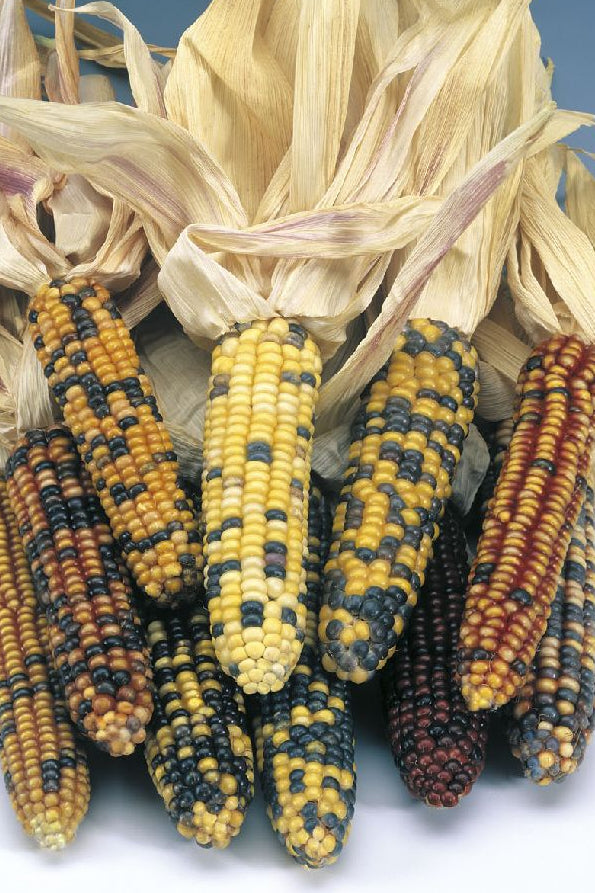 Frø: Zea mays 'Multicolor Amero Mix'