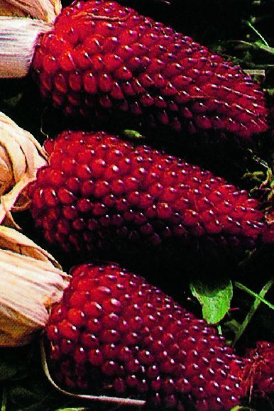 Frø: Zea mays 'Strawberry Red'