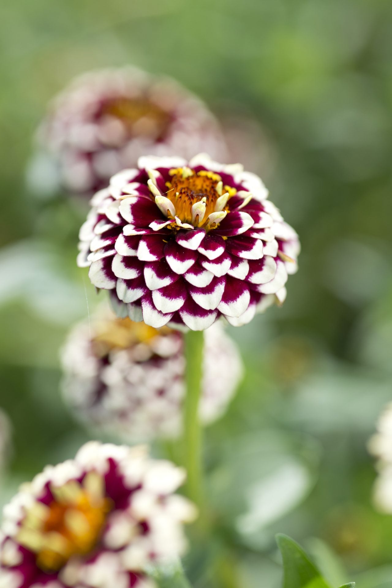 Frø: Zinnia haageana 'Jazzy Red'