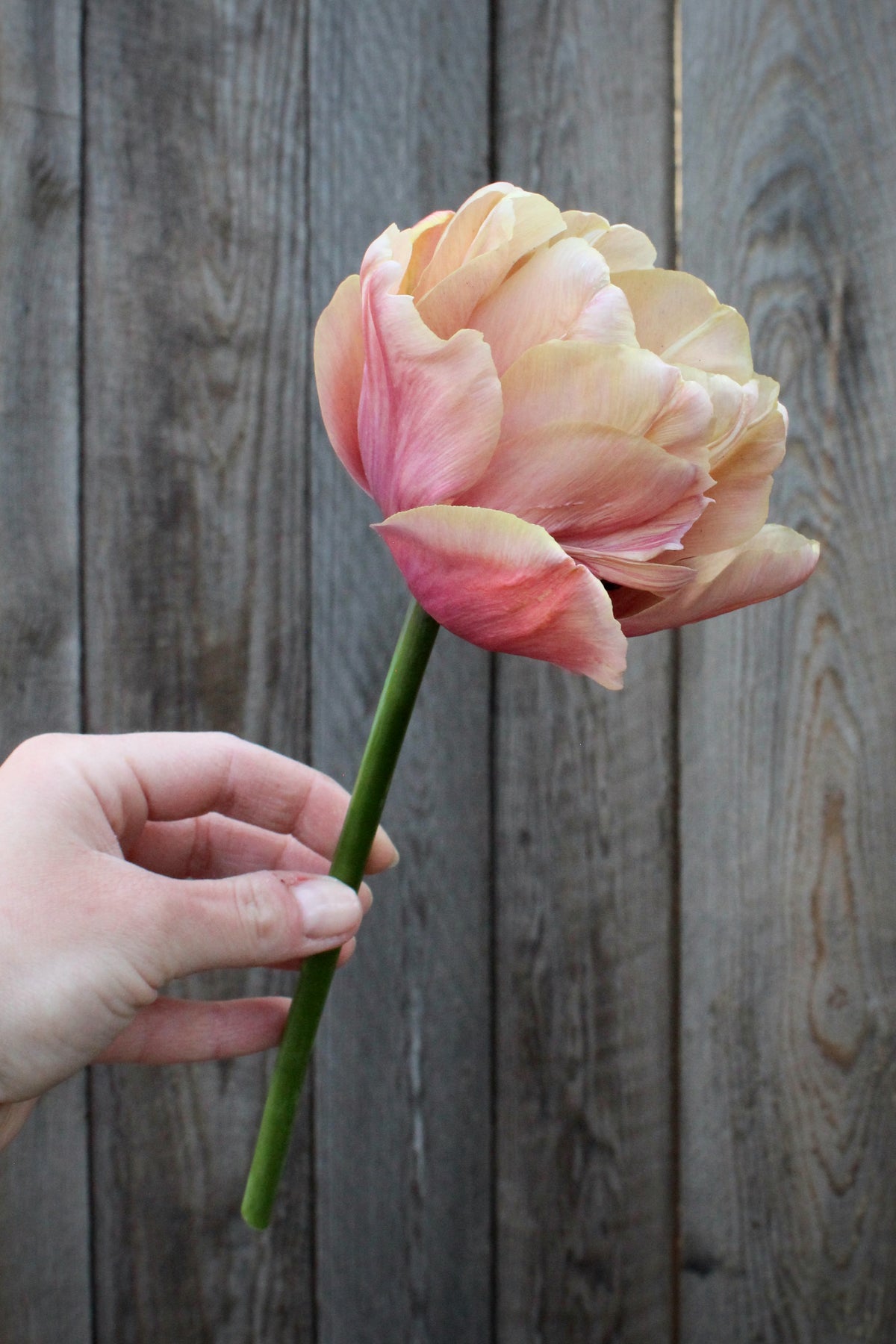 Tulipa 'La Belle Epoque' 12/+