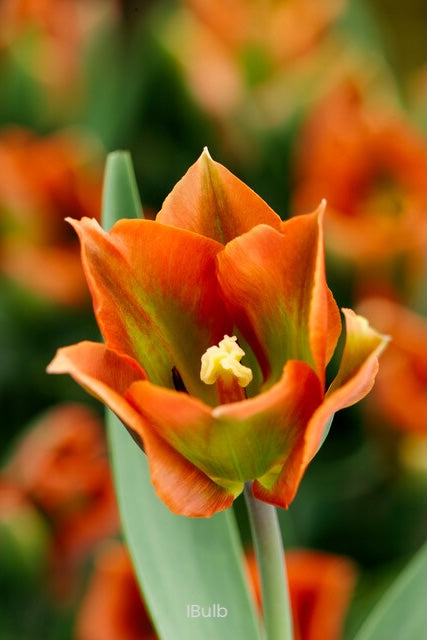 Tulipa 'Artist' 12/+